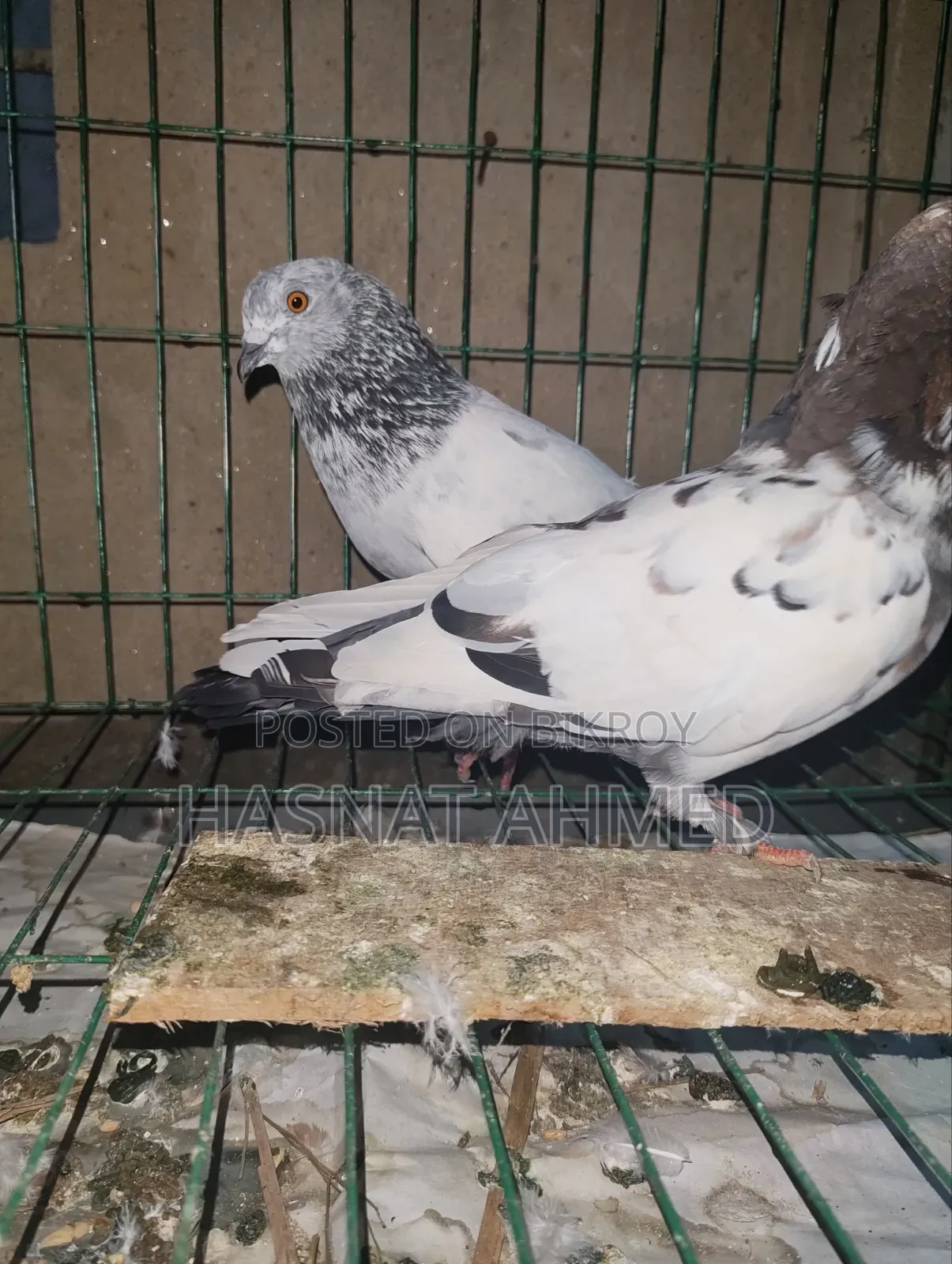 A Pair of Running Giribaj Pigeons