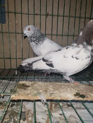 A Pair of Running Giribaj Pigeons