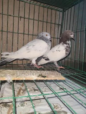 A Pair of Running Giribaj Pigeons