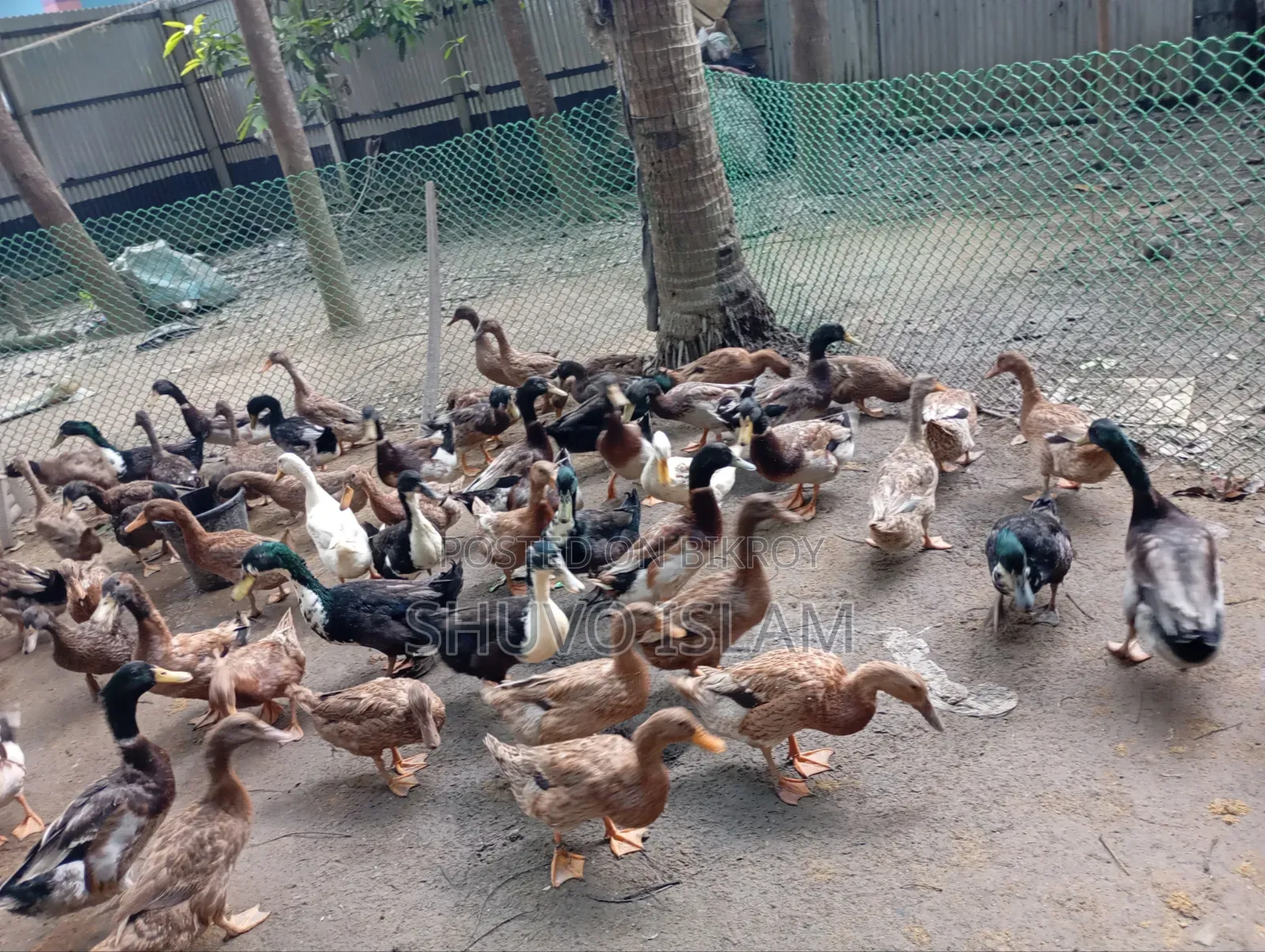 Duck (For Meat)