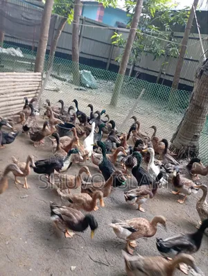 Duck (For Meat)