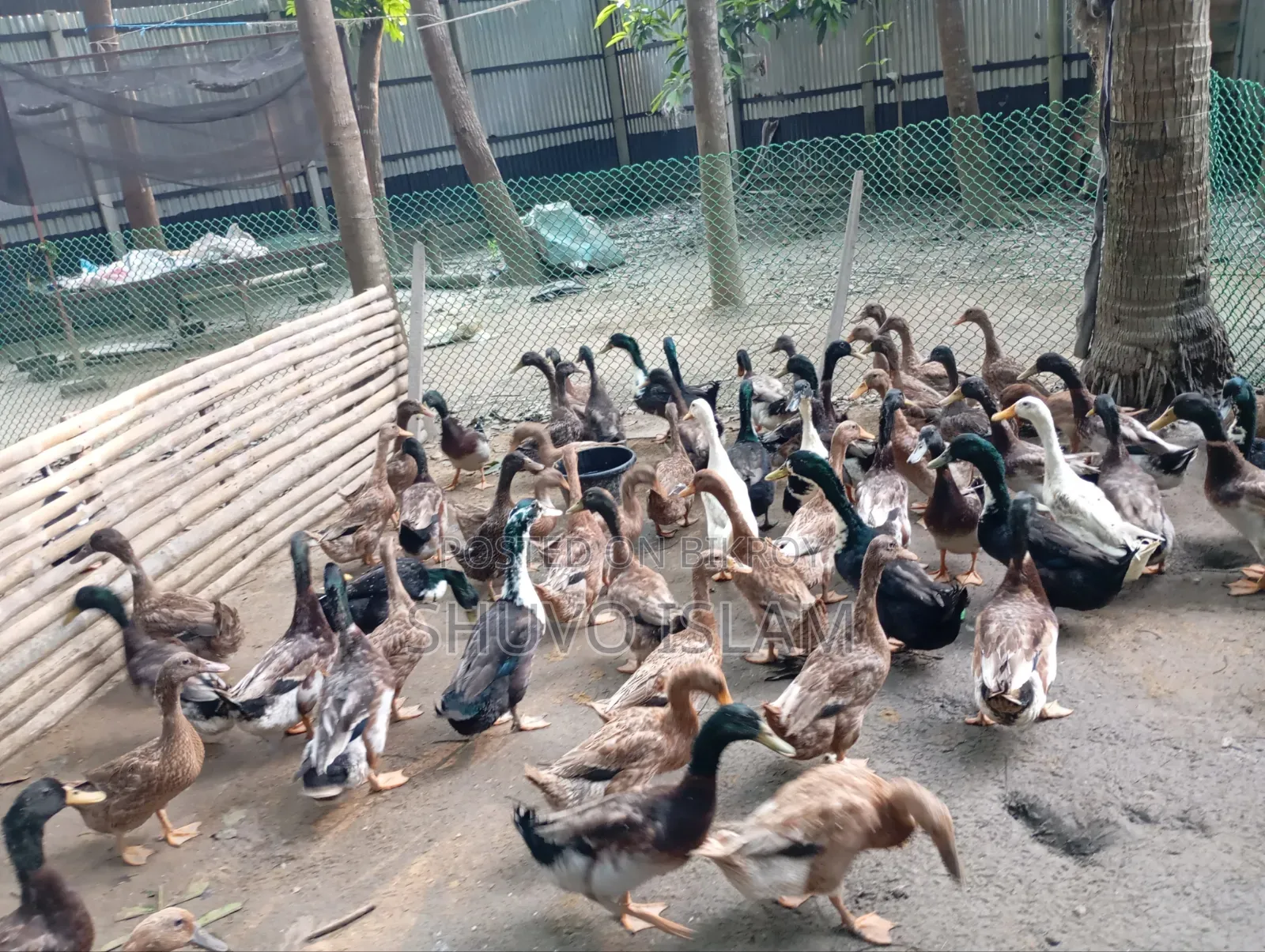 Duck (For Meat)
