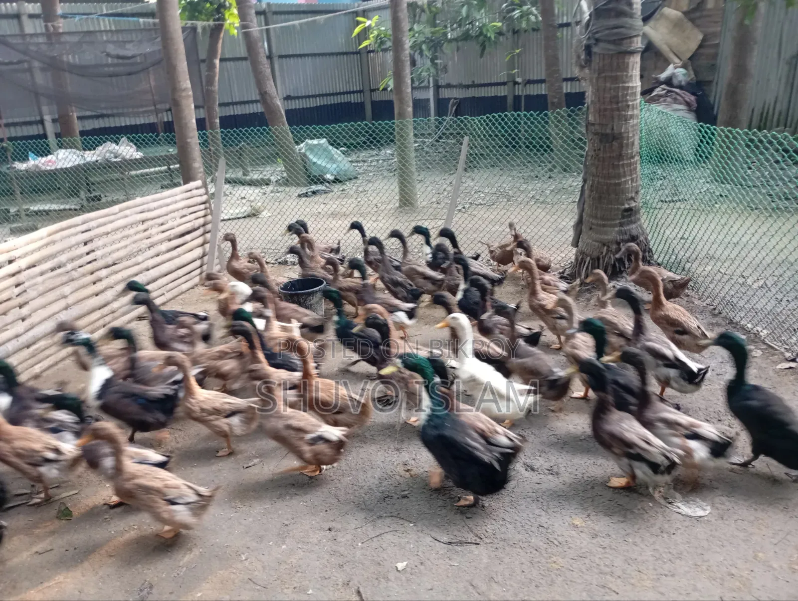 Duck (For Meat)