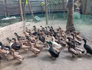 Duck (For Meat)
