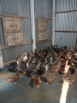 Duck (For Meat)