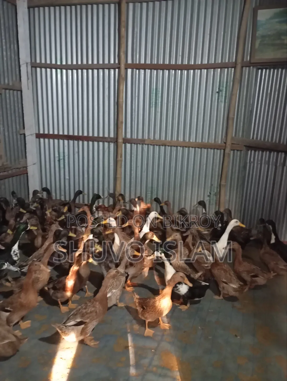 Duck (For Meat)