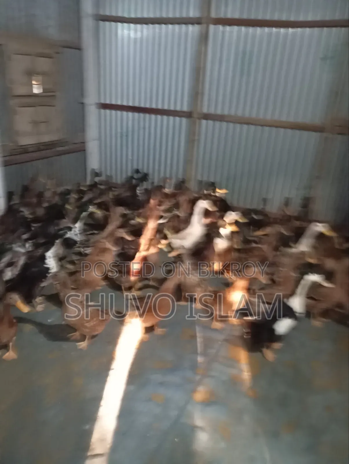 Meat-Type Khaki Campbell Ducks