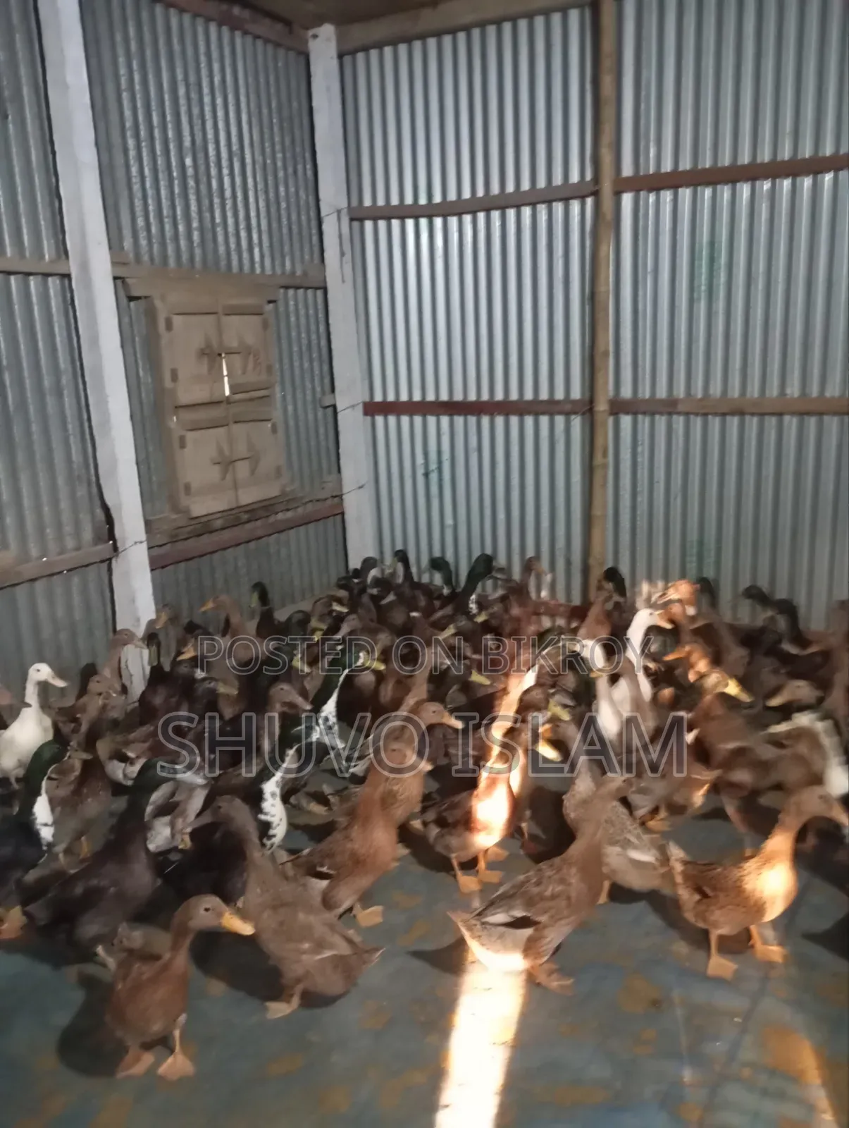 Meat-Type Khaki Campbell Ducks