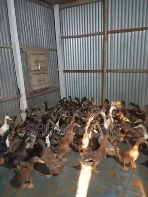 Meat-Type Khaki Campbell Ducks