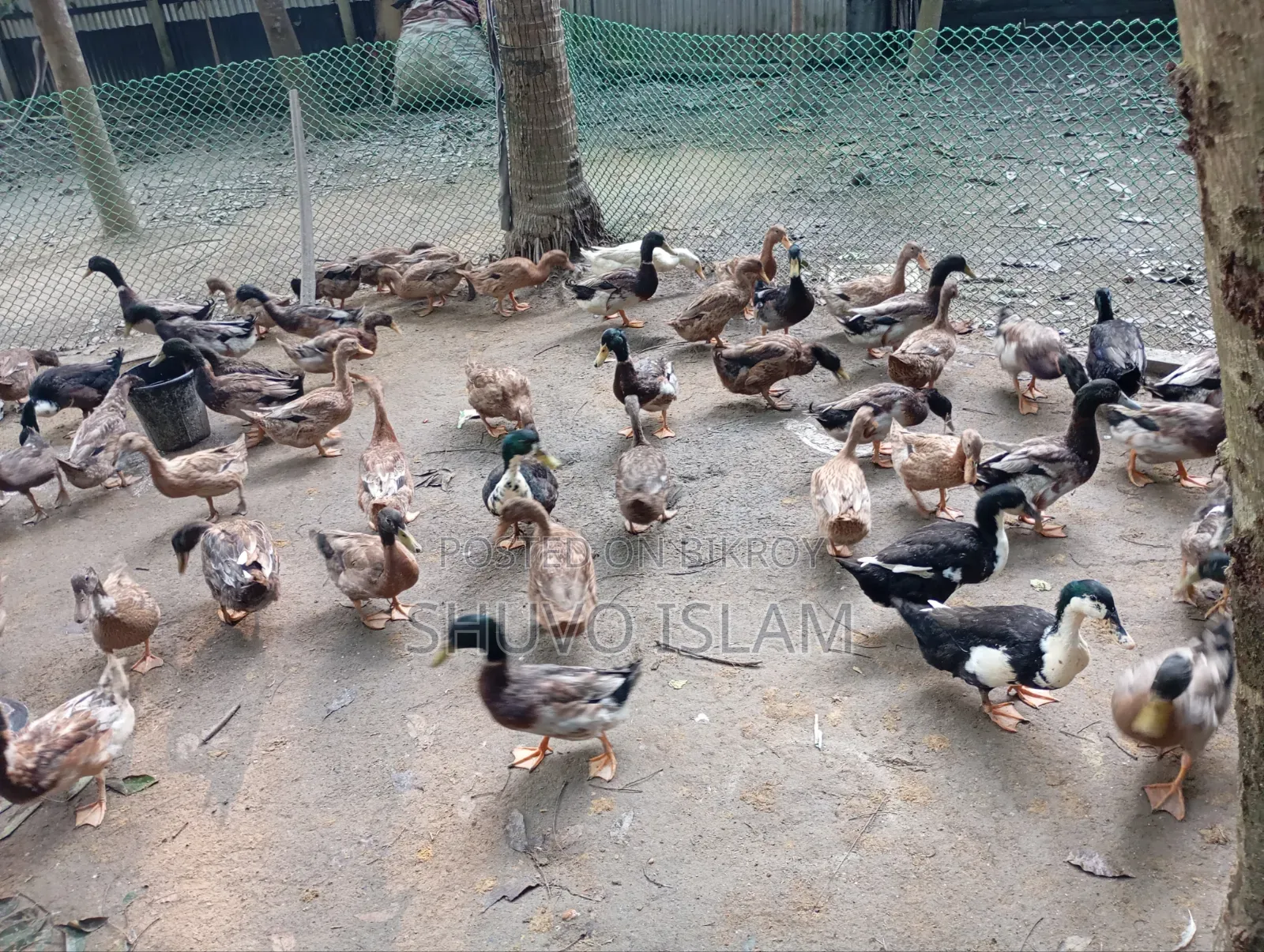 Native Duck (Male)