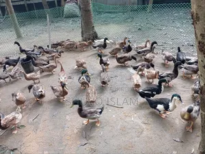 Native Duck (Male)
