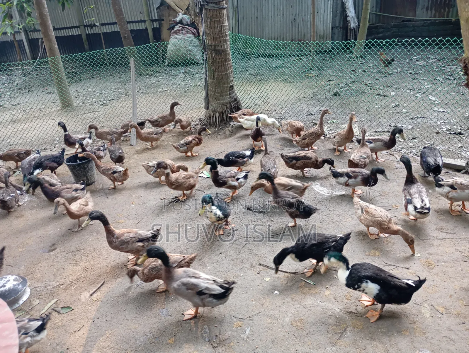 Native Duck (Male)