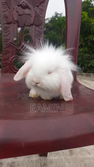 Fancy Rabbit