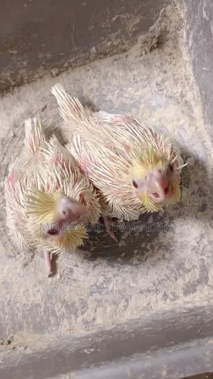 Cockatiel Bird Red Eye