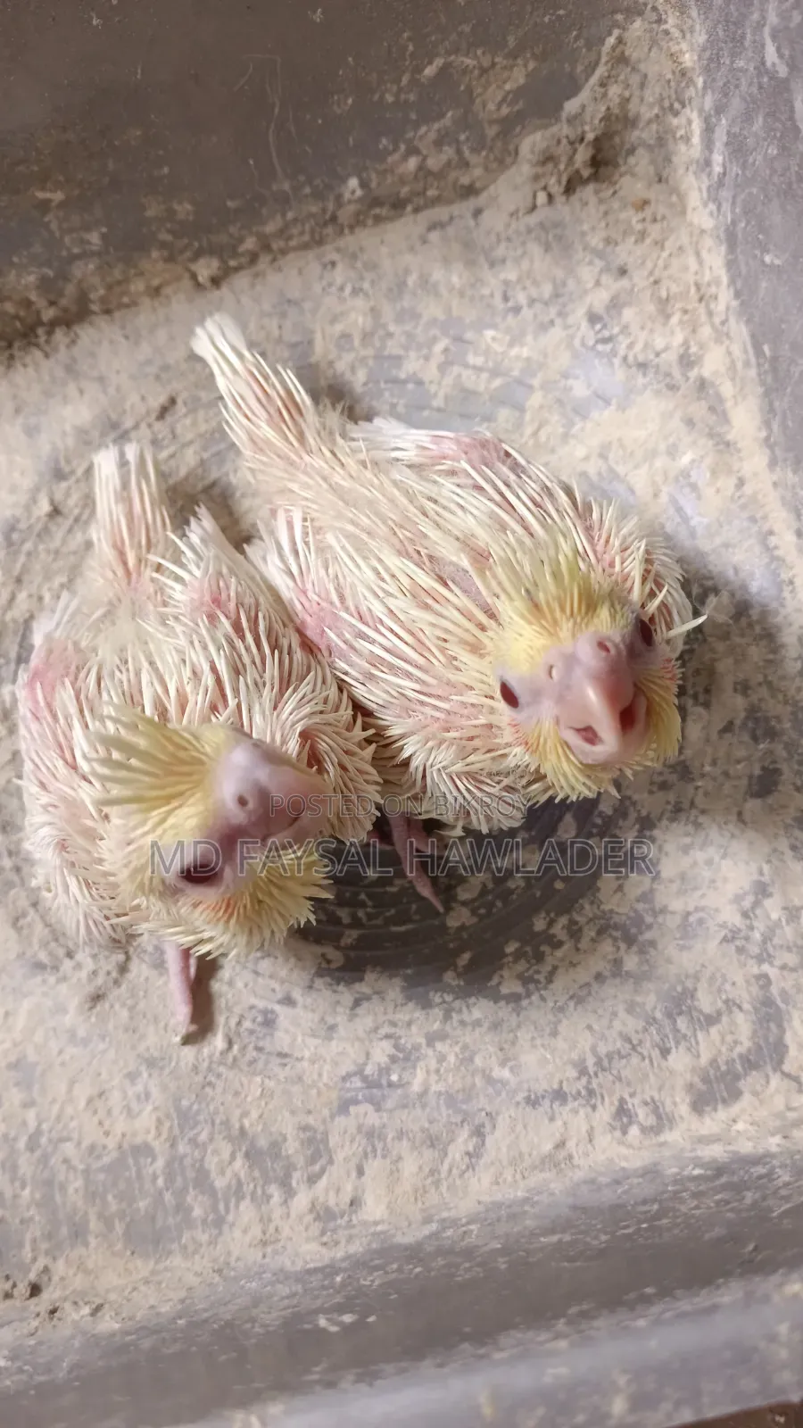 Cockatiel Bird Red Eye