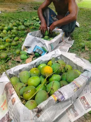 সরাসরি সাতক্ষীরার বাগান থেকে কেমিক্যালমুক্ত গোবিন্দভোগ আম নিন