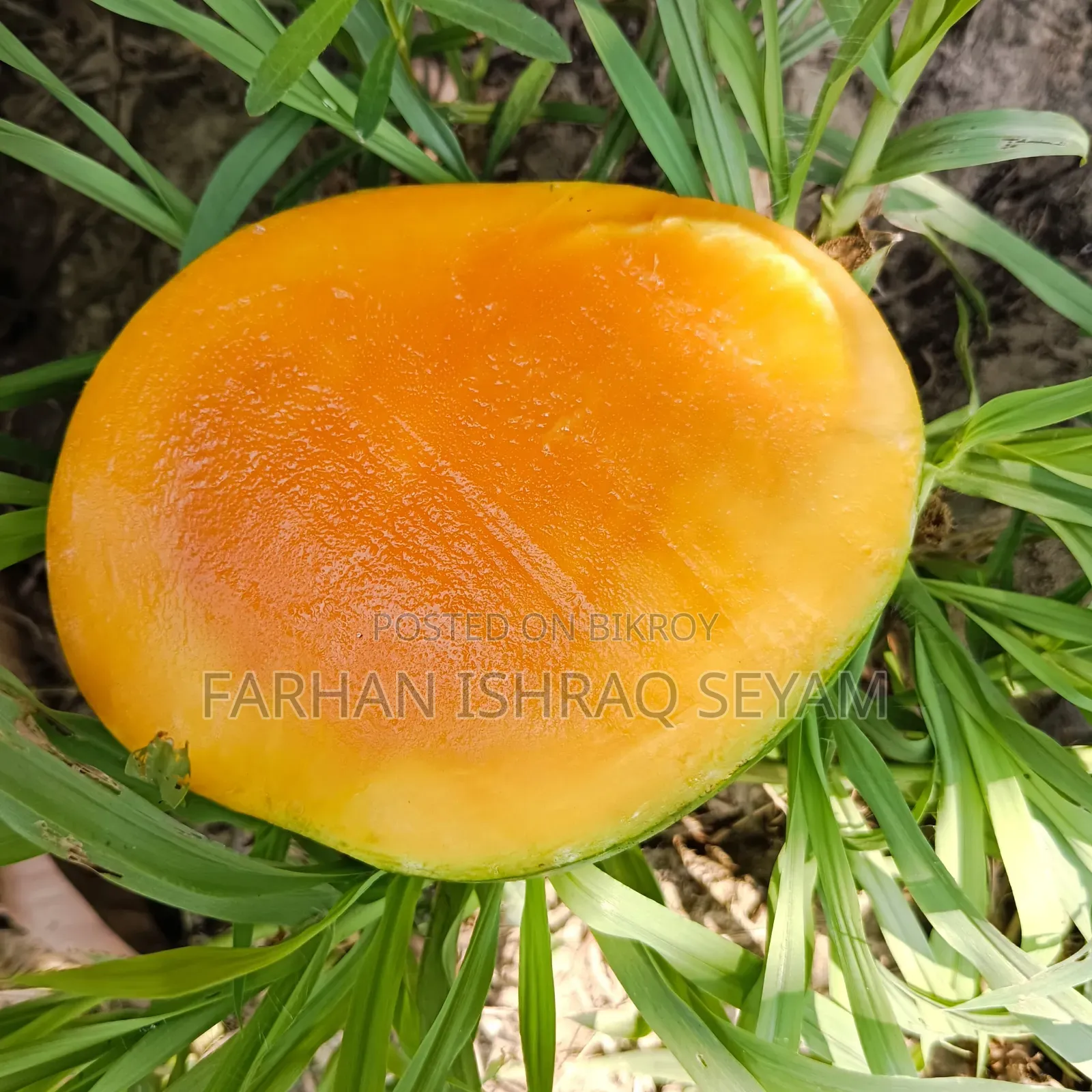 সরাসরি সাতক্ষীরার বাগান থেকে কেমিক্যালমুক্ত গোবিন্দভোগ আম নিন