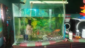 Aquarium for Sale