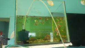 Aquarium for Sale
