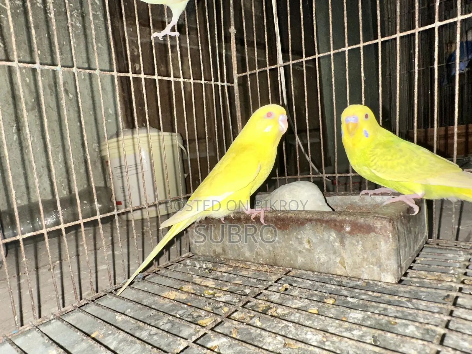 বাজ্রিকা পাখির মেল বিক্রি করা হবে কিছু সংখ্যক