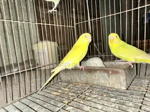 বাজ্রিকা পাখির মেল বিক্রি করা হবে কিছু সংখ্যক