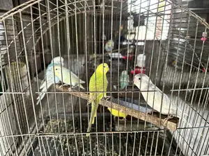 বাজ্রিকা পাখির মেল বিক্রি করা হবে কিছু সংখ্যক
