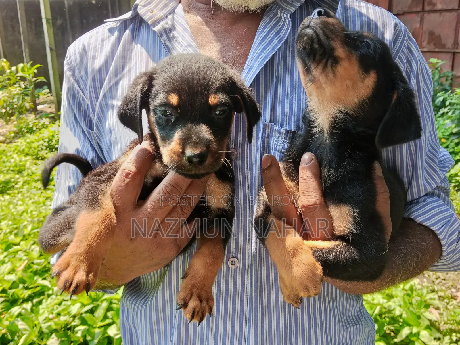 0-1 Month Male Purebred Rottweiler