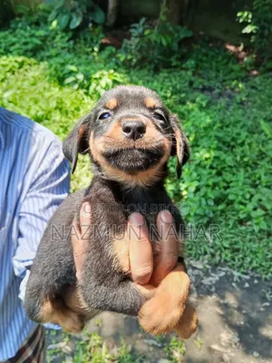 0-1 Month Male Purebred Rottweiler