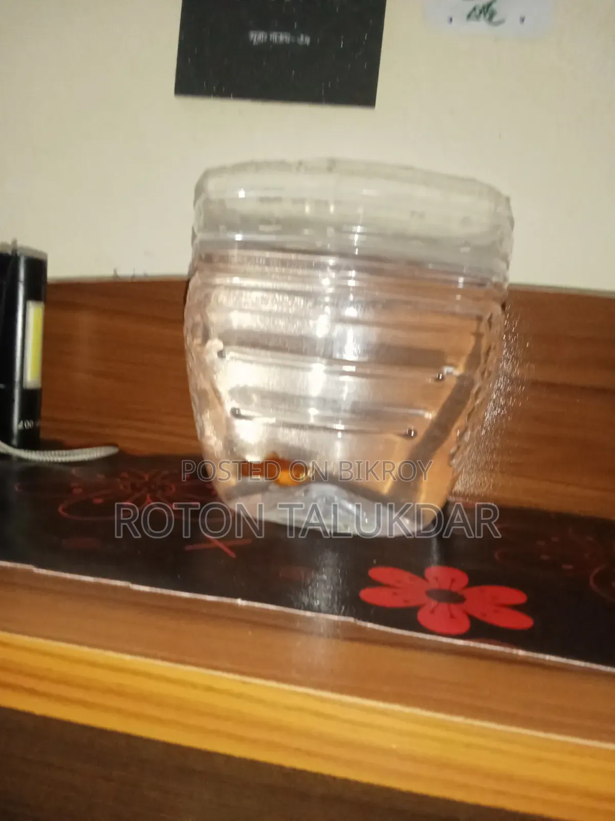 Guppy Fish