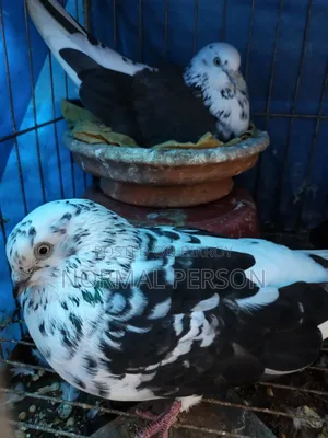 Running Golla Pigeons