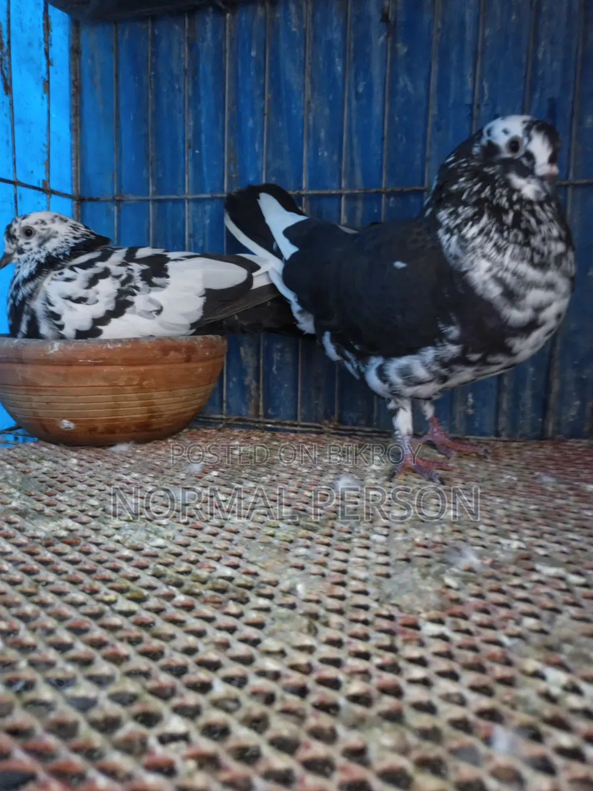 Running Golla Pigeons