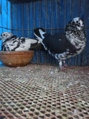 Running Golla Pigeons
