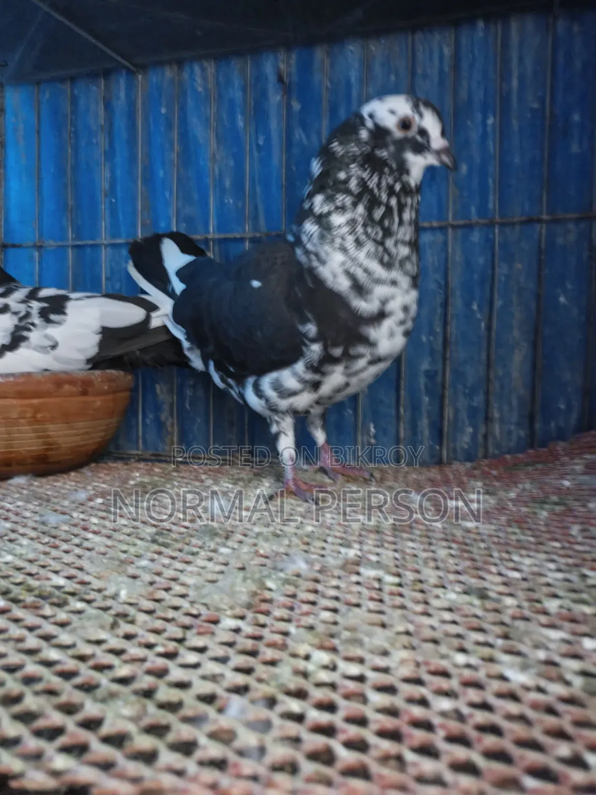 Running Golla Pigeons