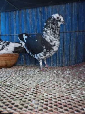 Running Golla Pigeons