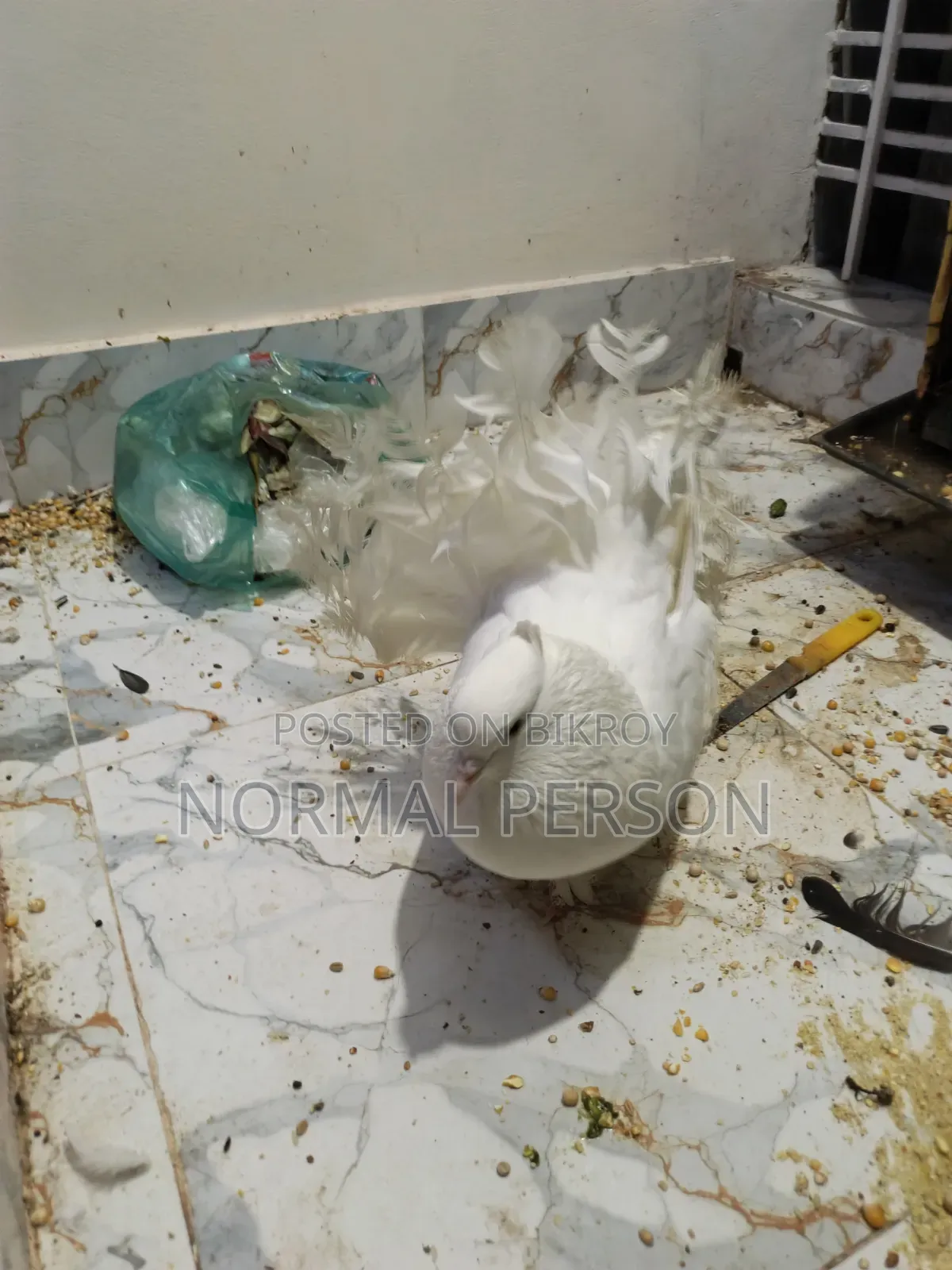 Running Golla Pigeons