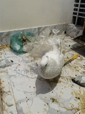 Running Golla Pigeons
