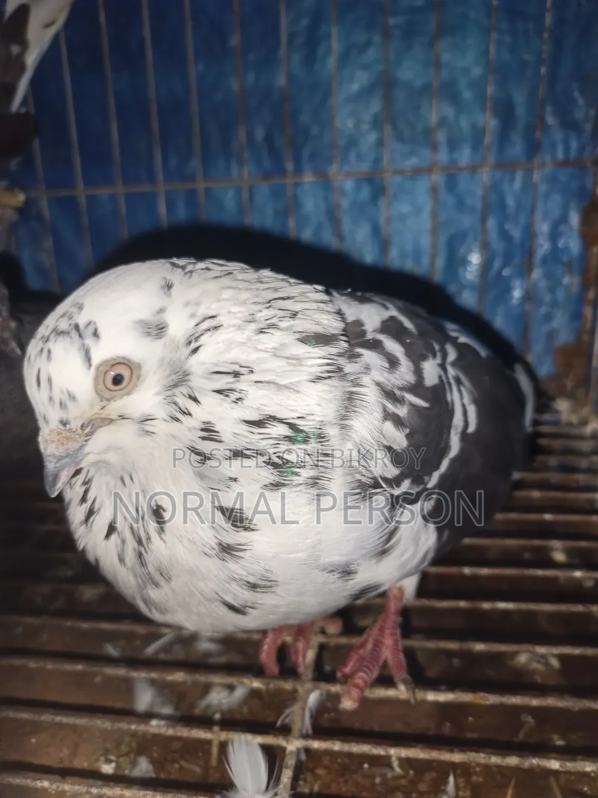 Running Golla Pigeons