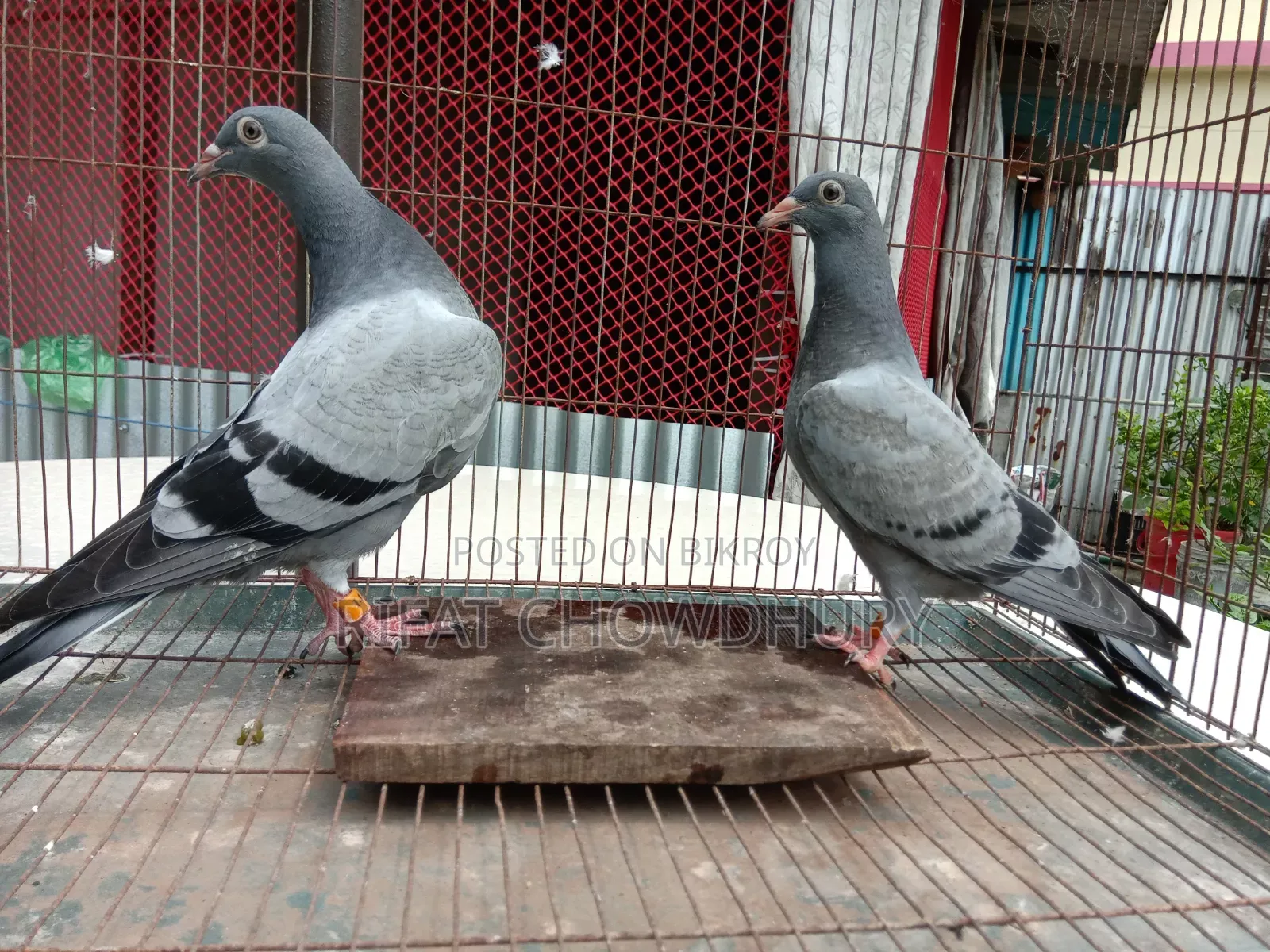 Racer Pigeons
