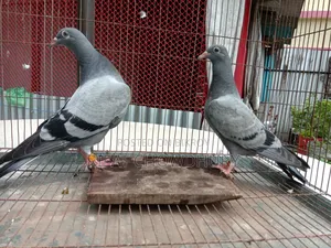 Racer Pigeons