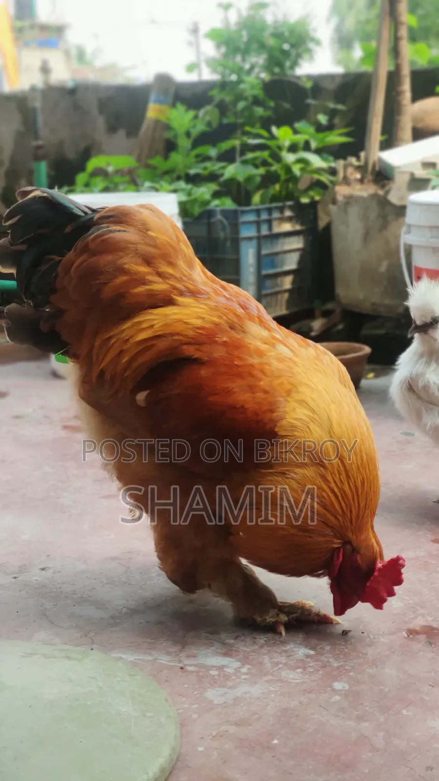 ব্রাহমা মোরগ