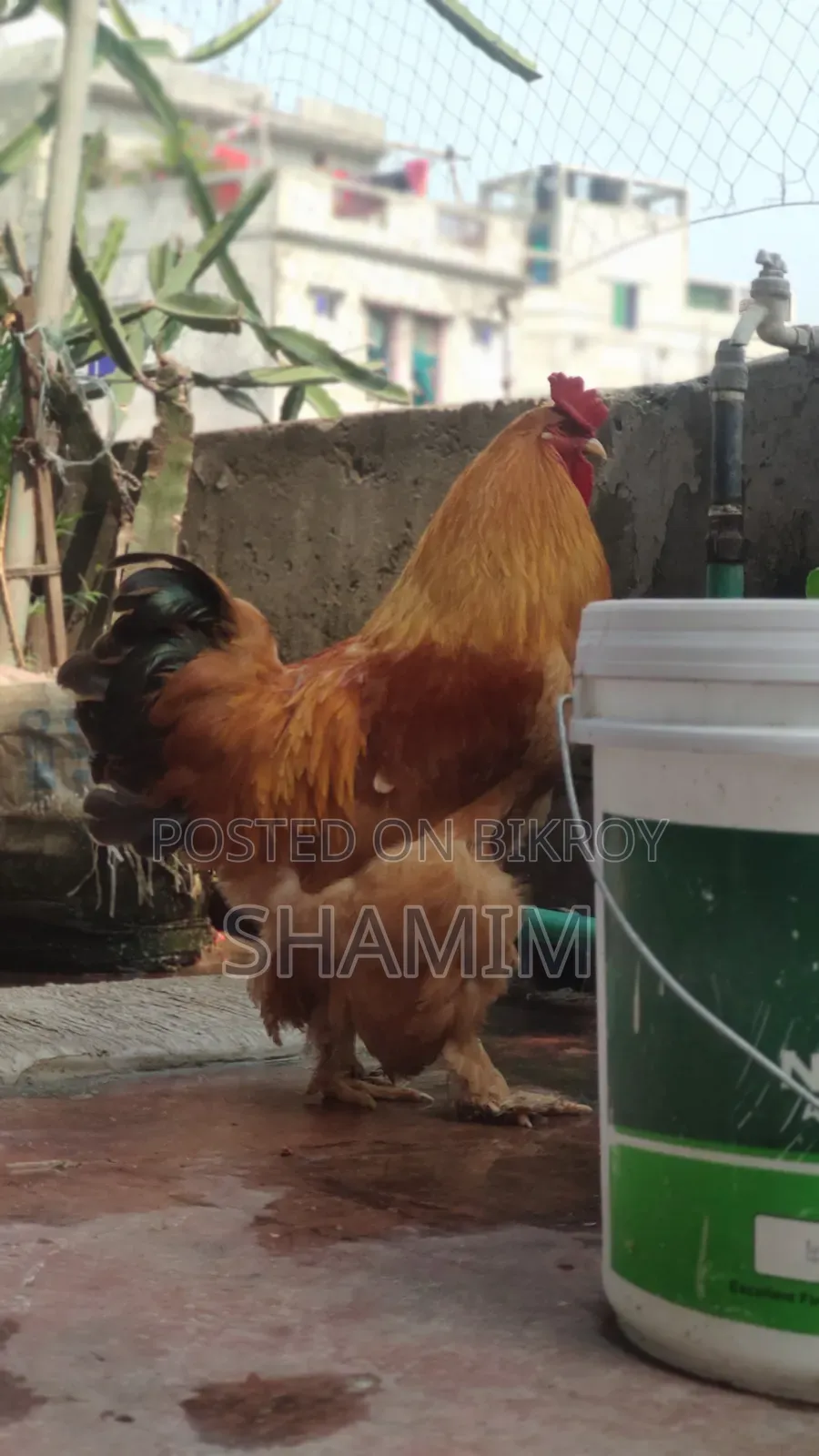 ব্রাহমা মোরগ