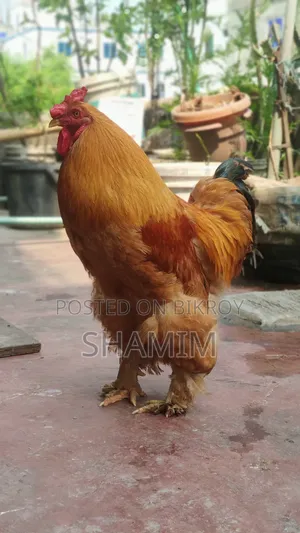 ব্রাহমা মোরগ