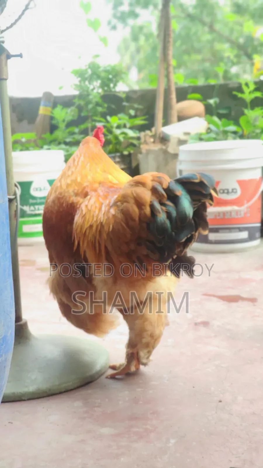 ব্রাহমা মোরগ