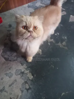 1+ Year Male Purebred Persian