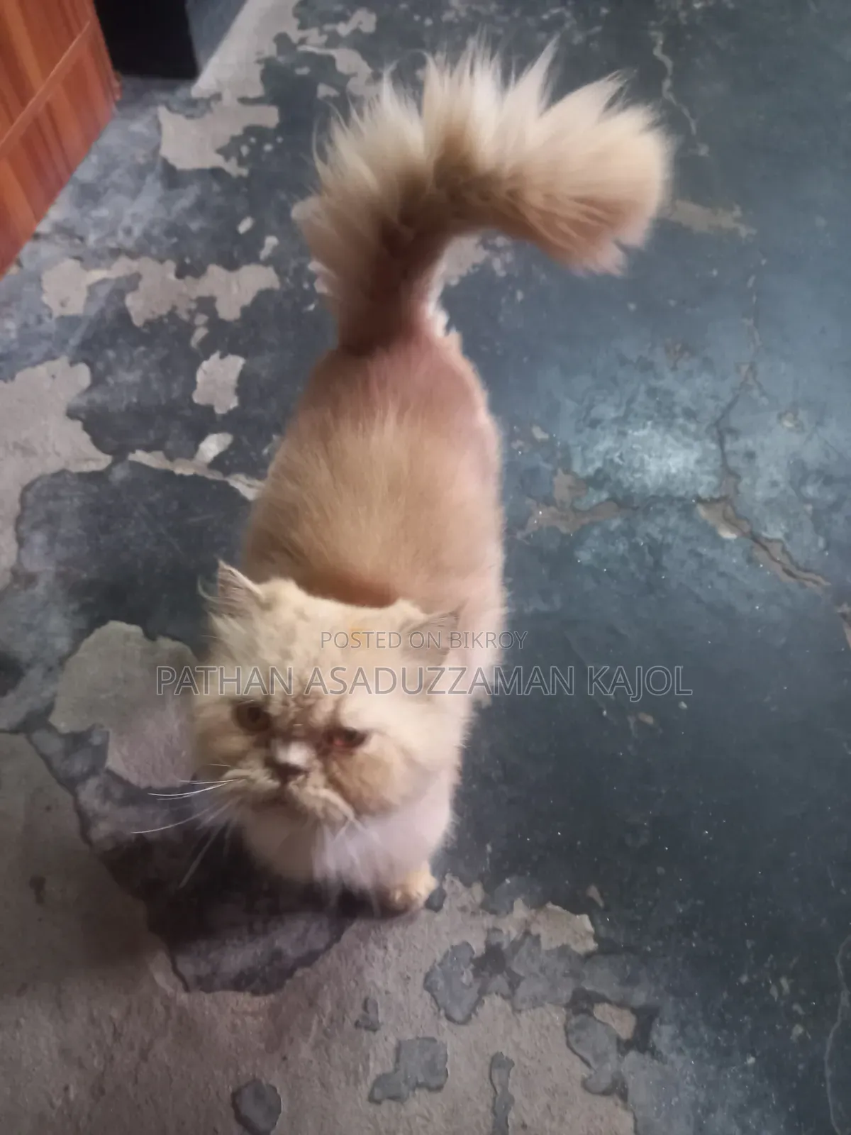 1+ Year Male Purebred Persian