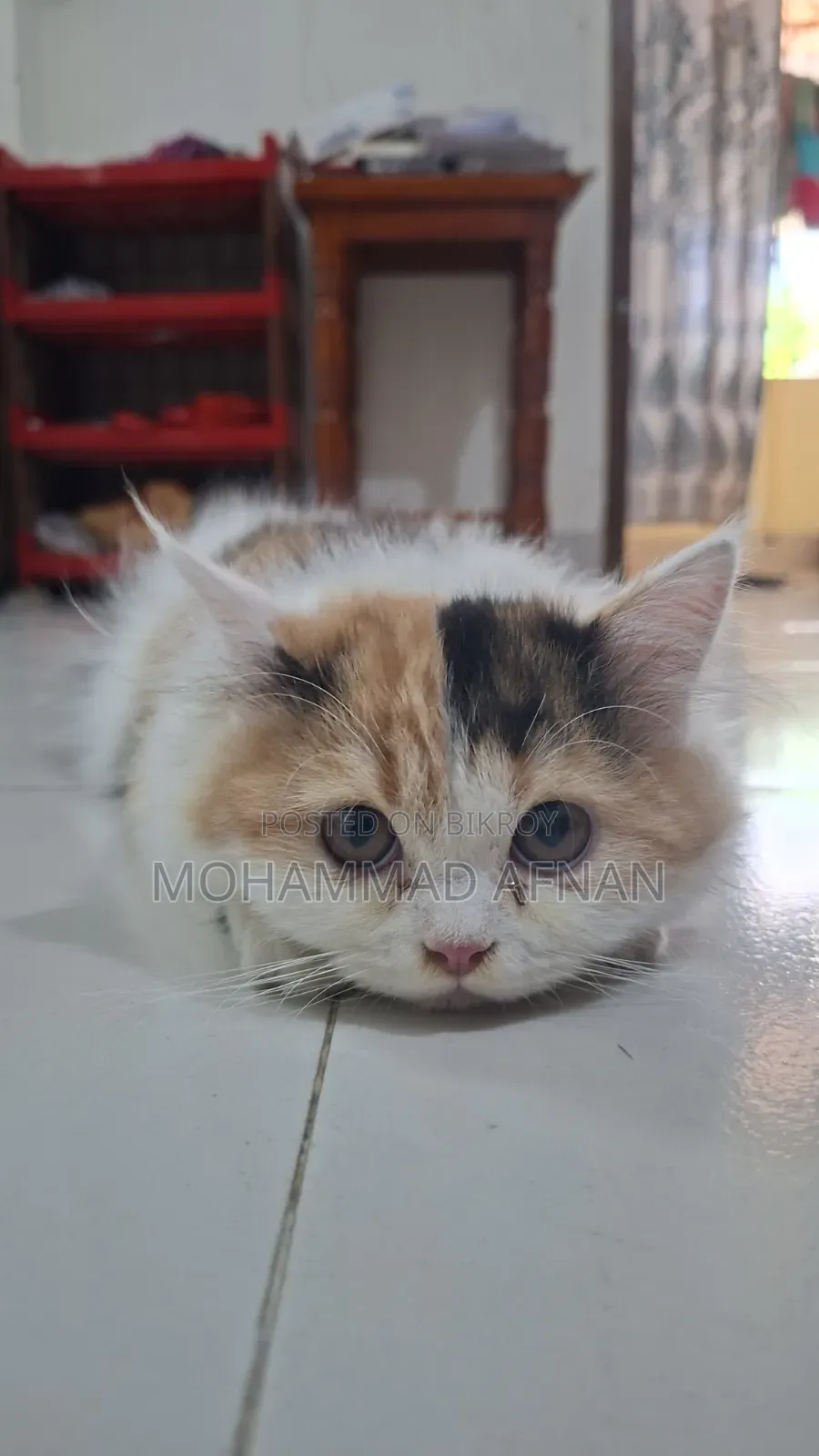 1-3 Months Male Purebred Persian