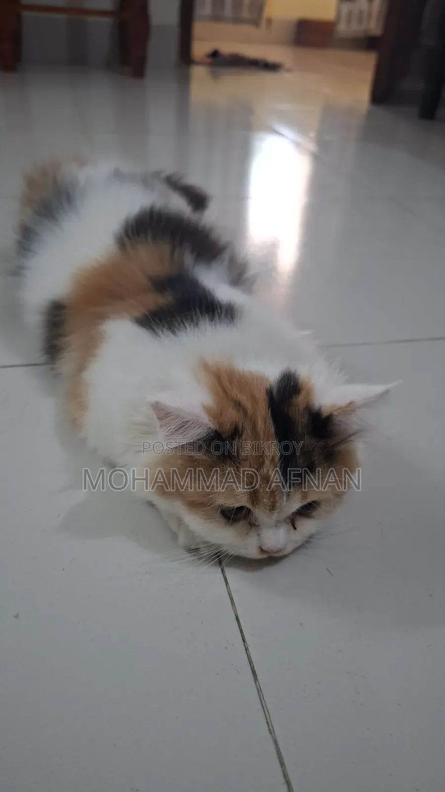 1-3 Months Male Purebred Persian