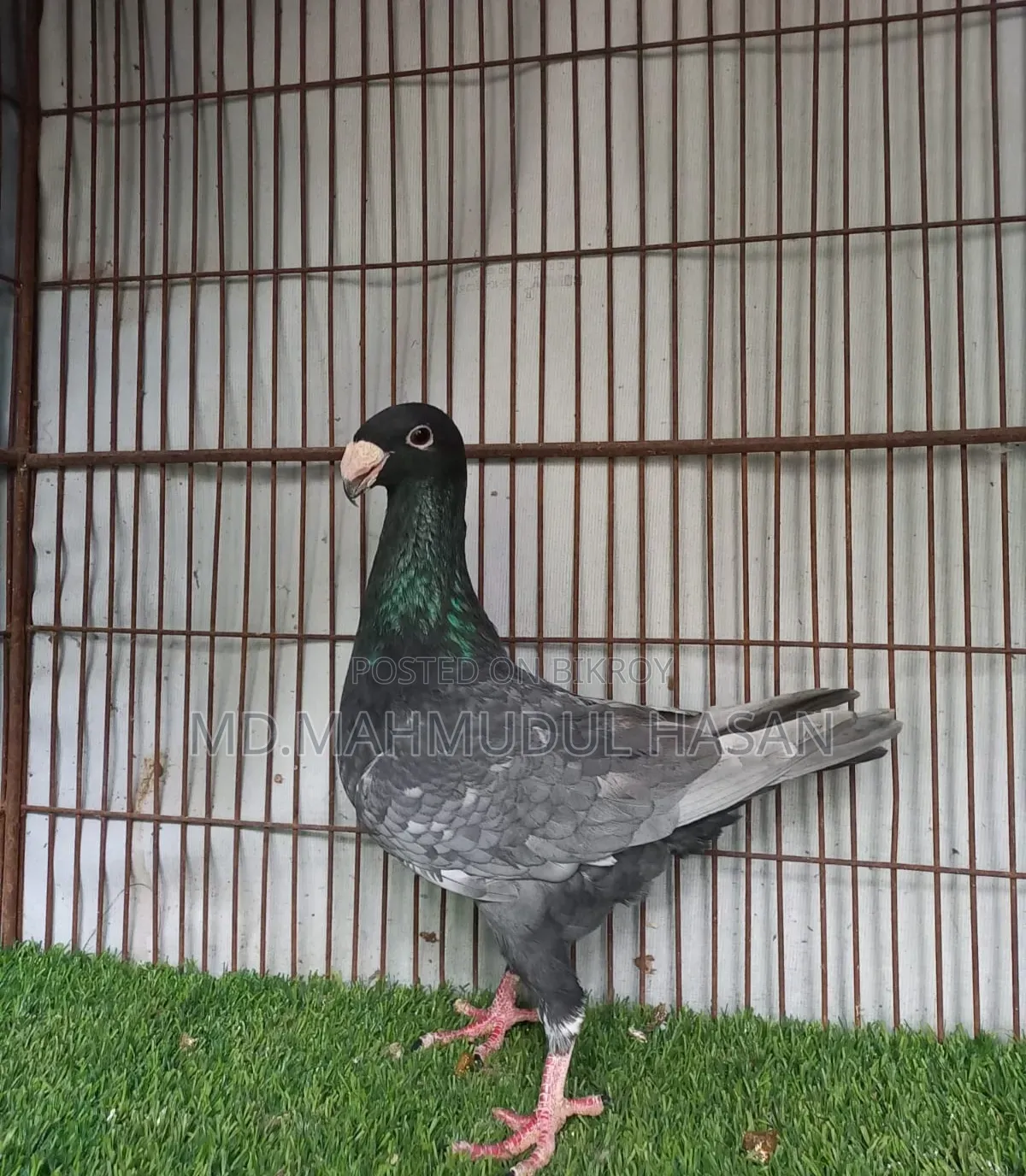 Andalusian Beauty Breeding Male