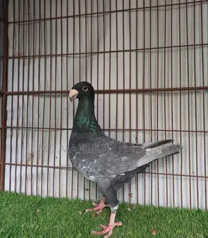 Andalusian Beauty Breeding Male