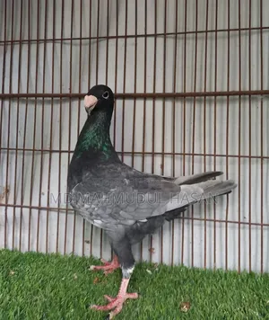 Andalusian Beauty Breeding Male